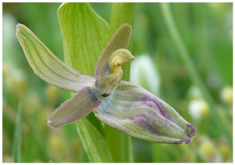 Lusus di Ophrys bertoloniiformis